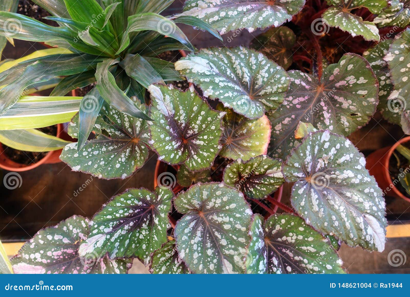 Leaves Of Begonia Rex Close Up Houseplants Stock Photo Image Of Flower Houseplants 148621004