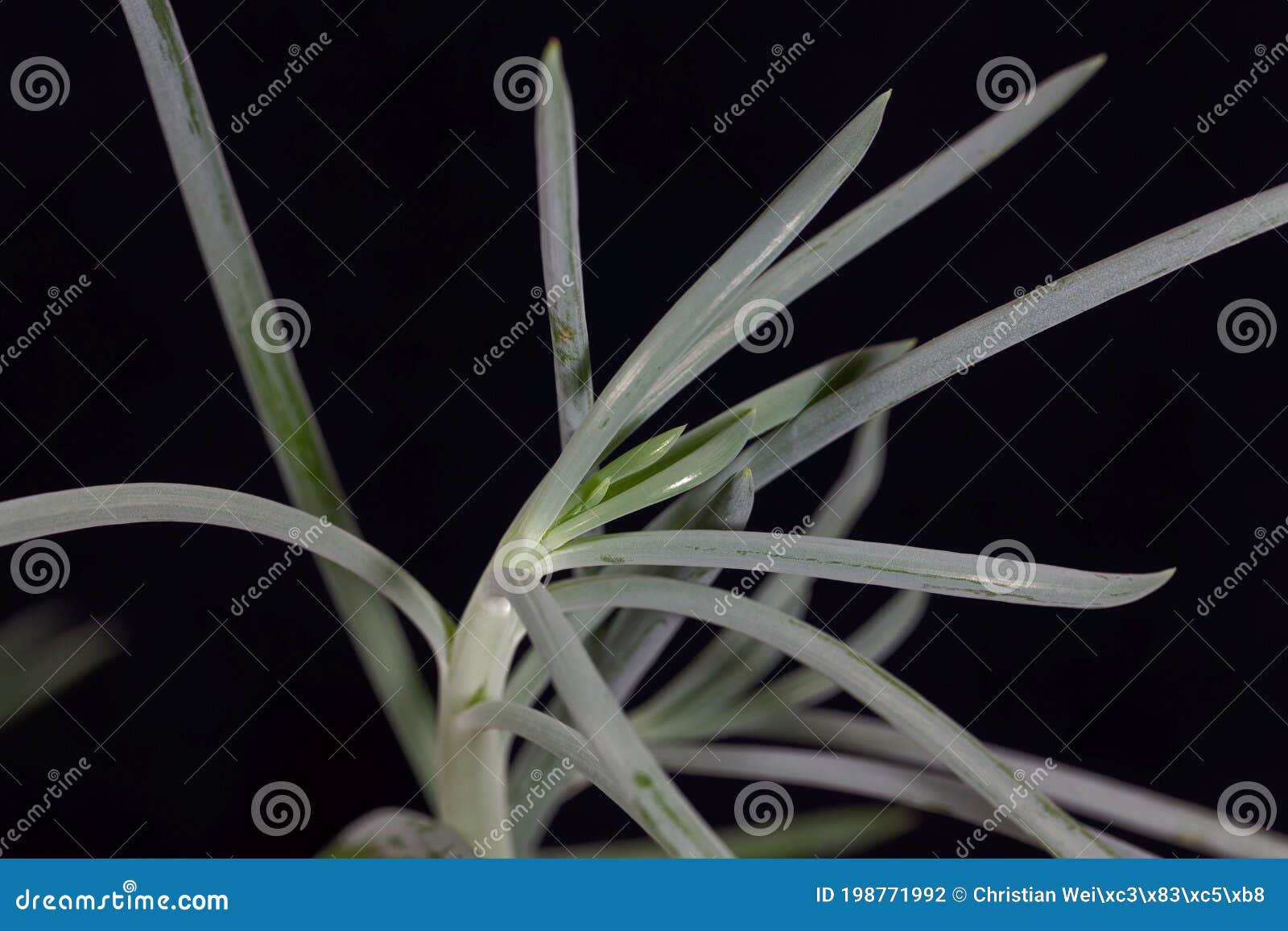 leaves of a blue chalkstick, curio repens