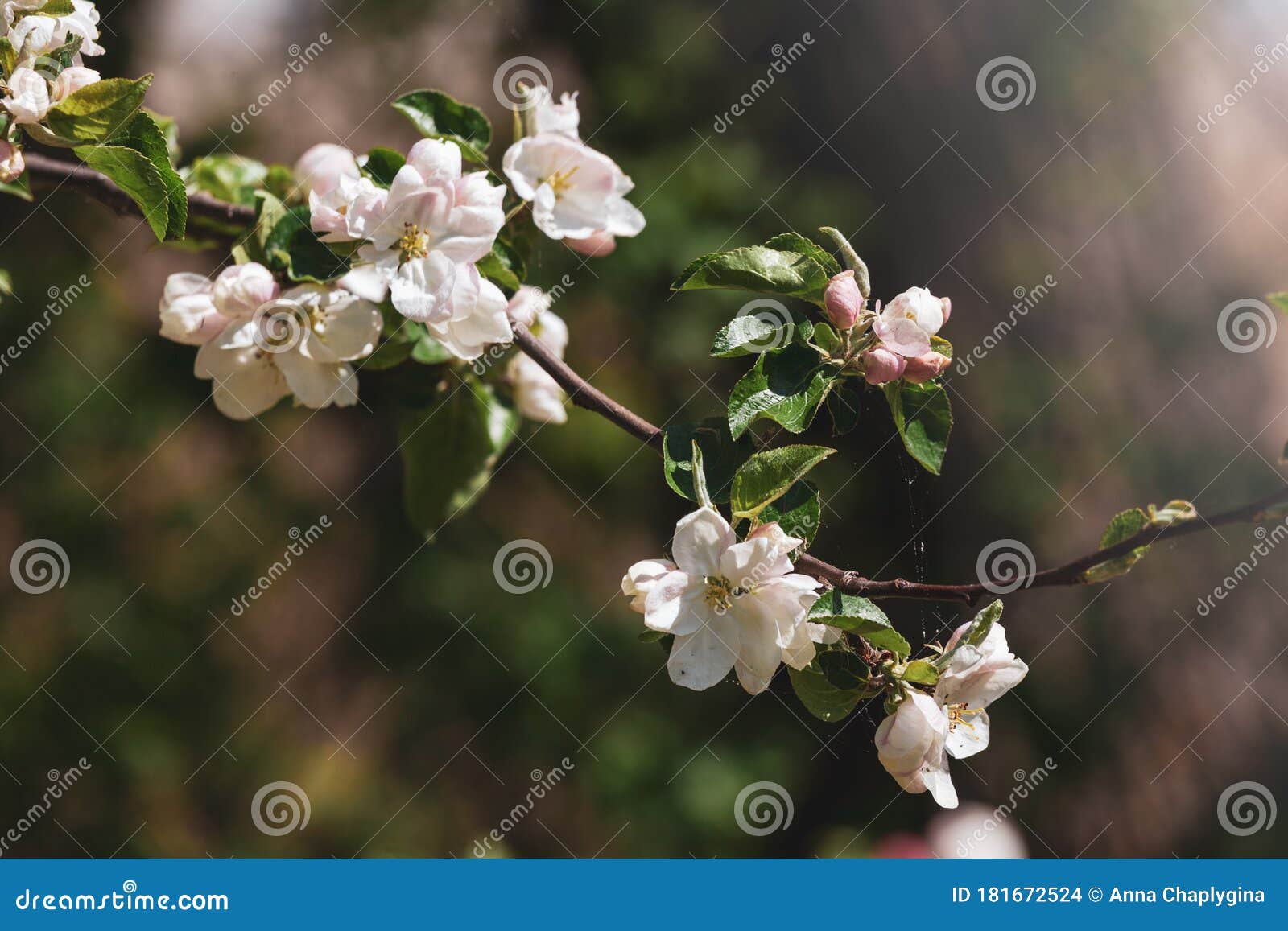 Leaves and Buds on a Blossoming Apple Tree. Stock Photo Image of