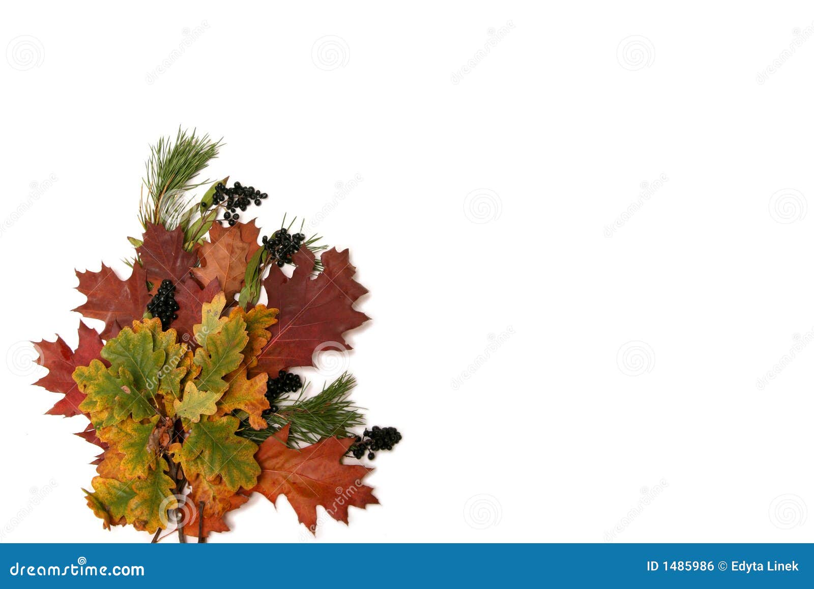 Leaves bunch stock photo. Image of nature, tree, colors 1485986