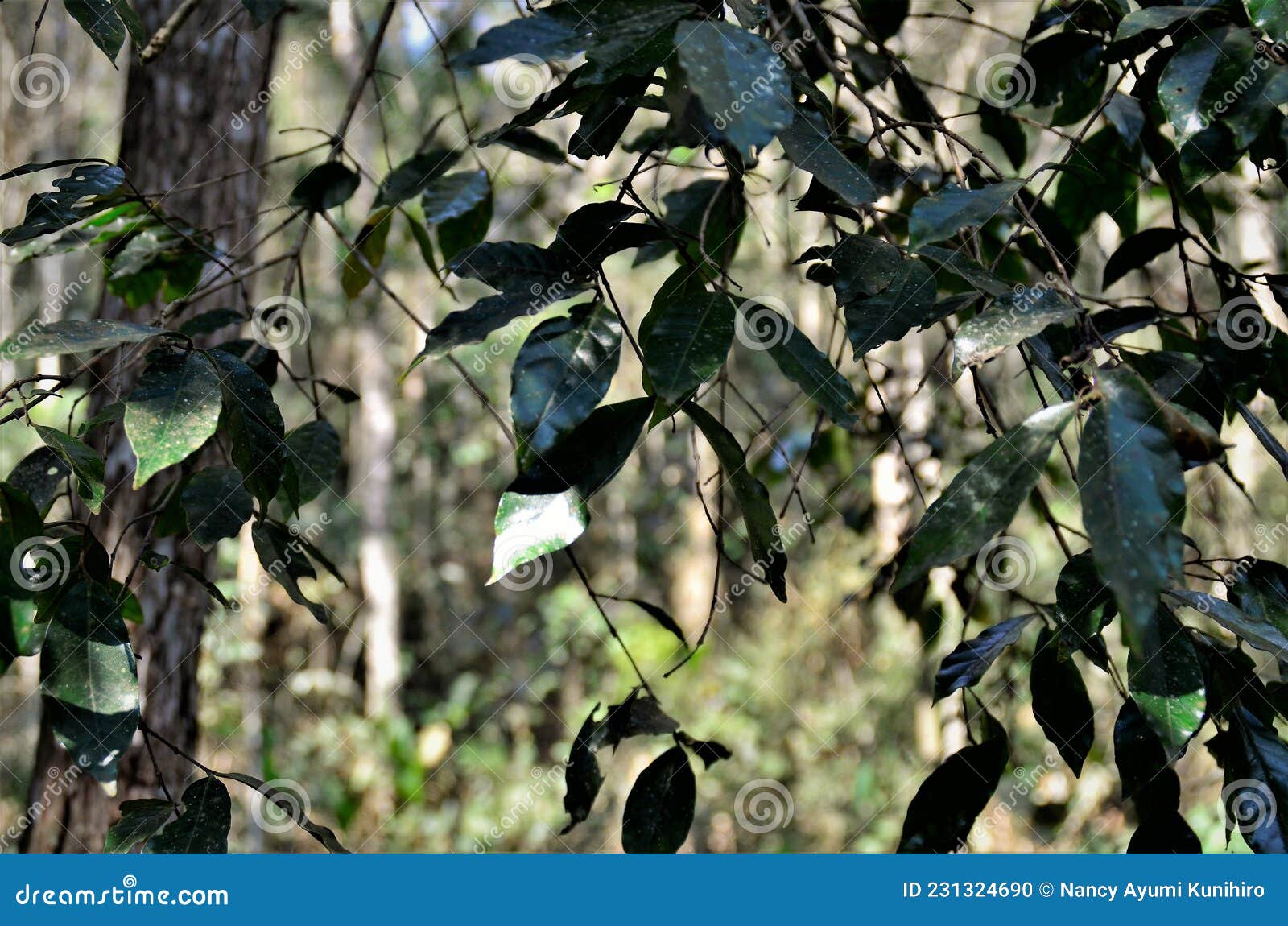 the leaves of campomanesia phaea