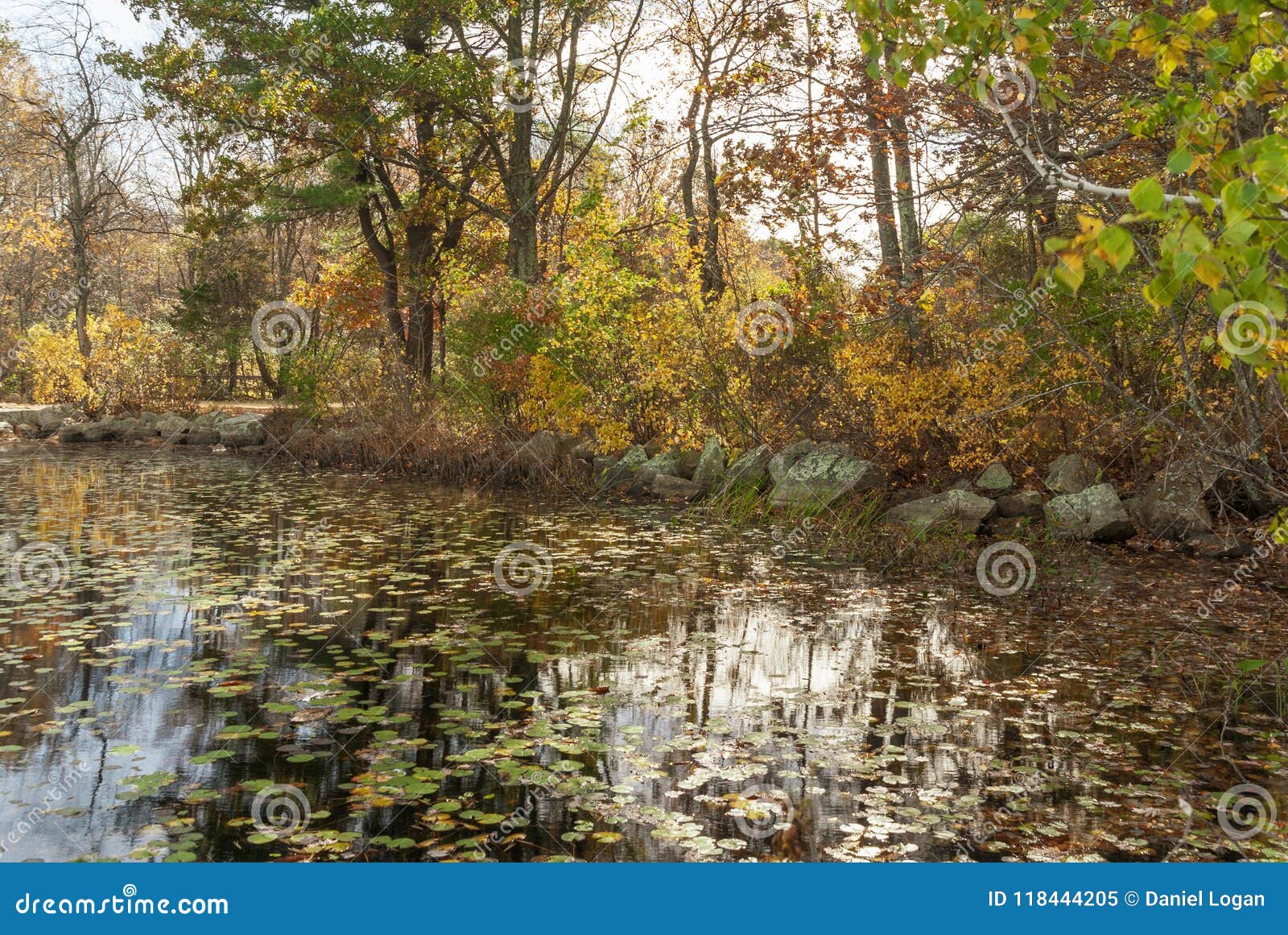 leaves changing on pond in borderland
