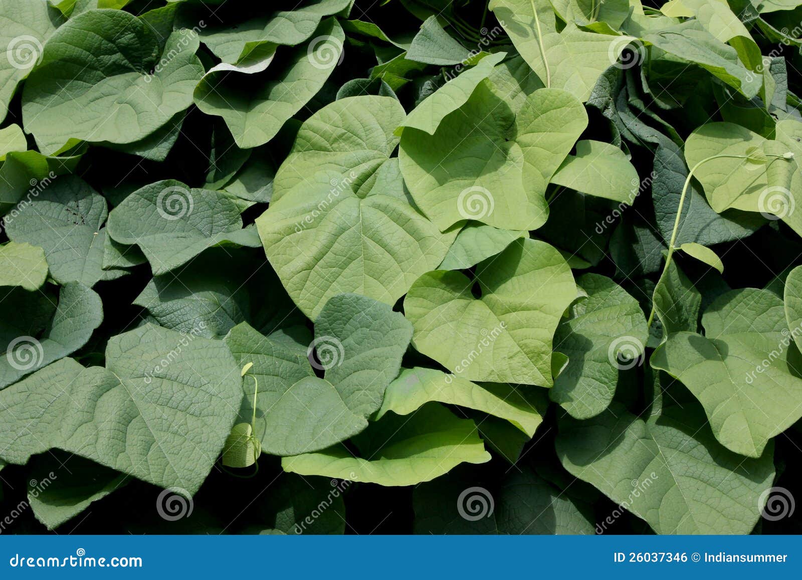 Leaves close-up stock photo. Image of tree, plant, pattern - 26037346