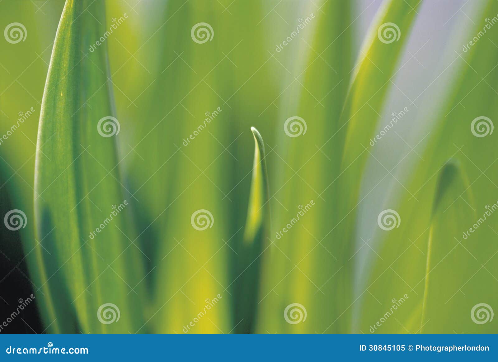 Leaves close up stock image. Image of closeup, nature - 30845105