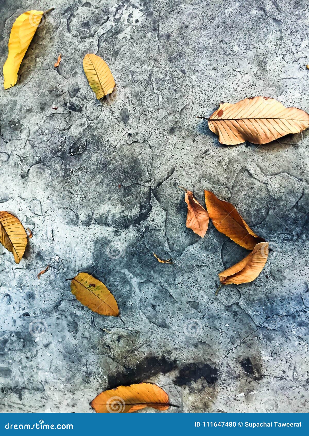 Leaves on concrete floor stock photo. Image of pattern - 111647480