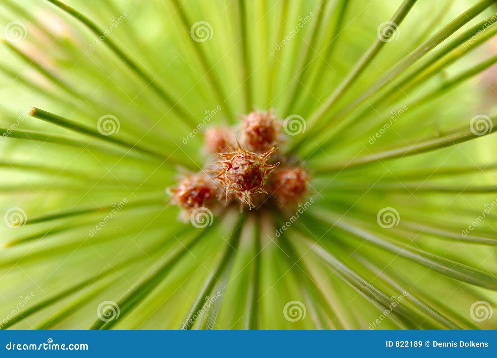 the leaves of a conifer