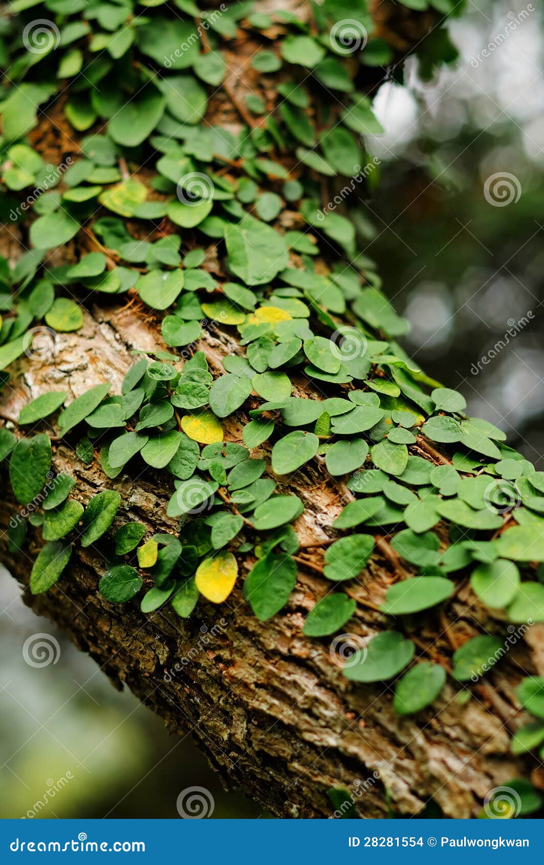 Leaves creeper stock photo. Image of liana, environment 28281554