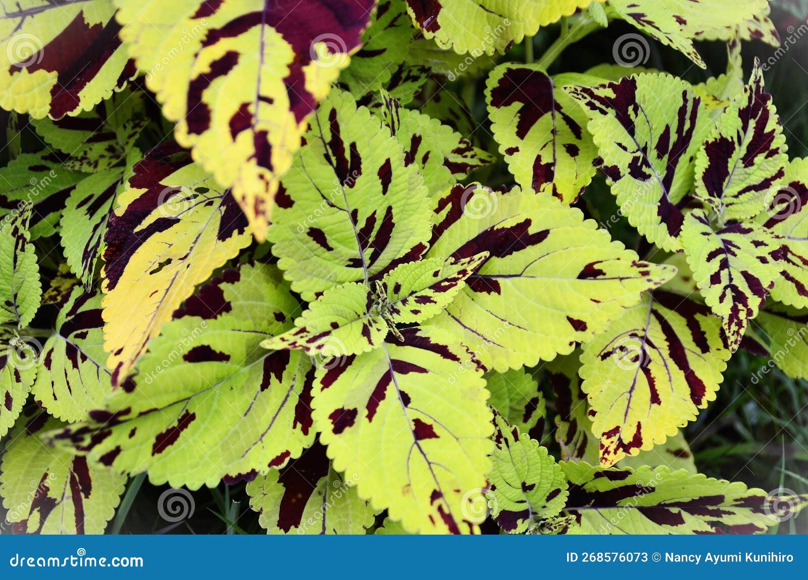 the leaves of curly speckled coleus