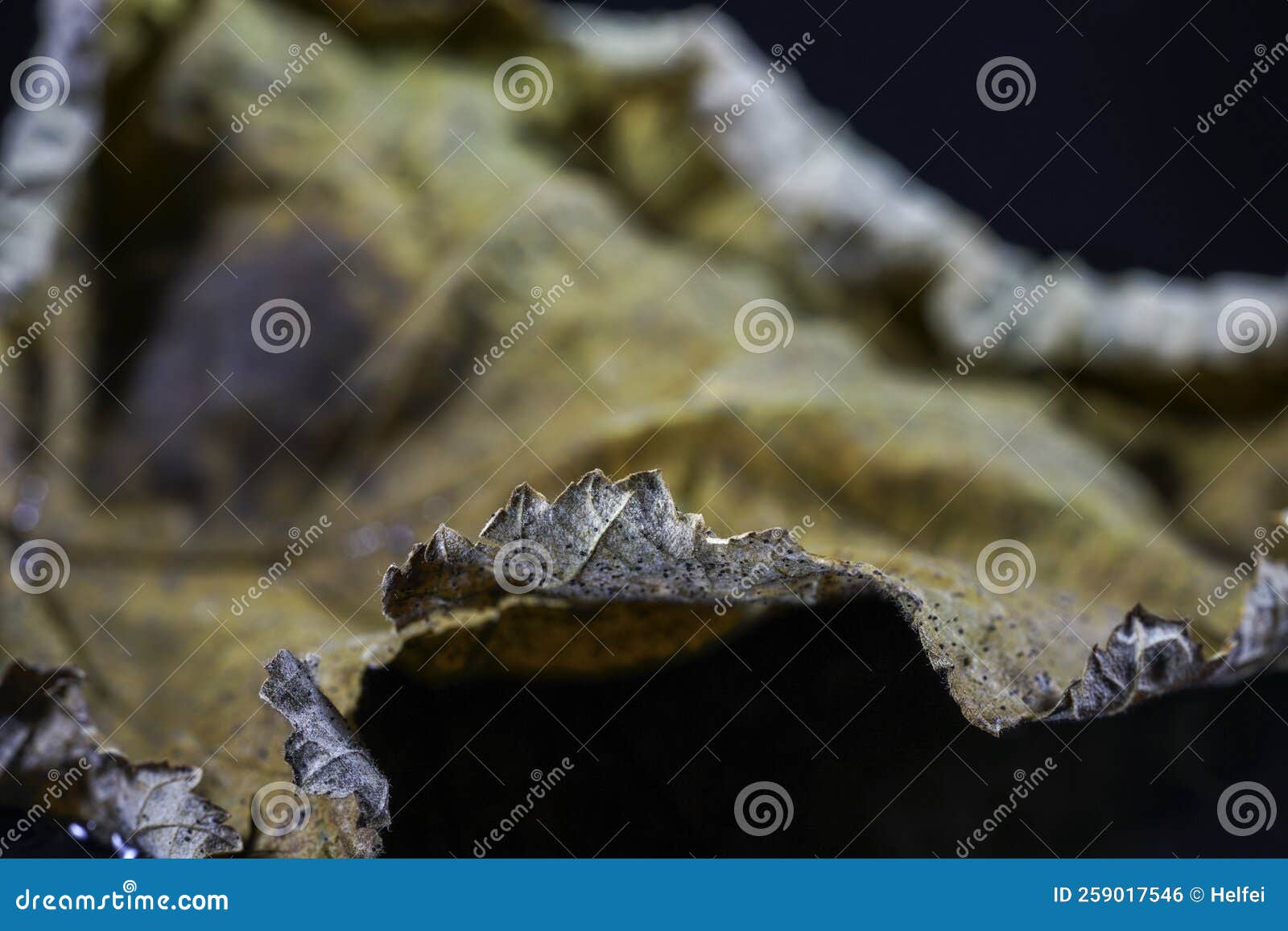 Leaves Of Deciduous Trees Stock Photo Image Of Lush 259017546 Leaves Of Deciduous Trees Stock Photo Image Of Lush 259017546