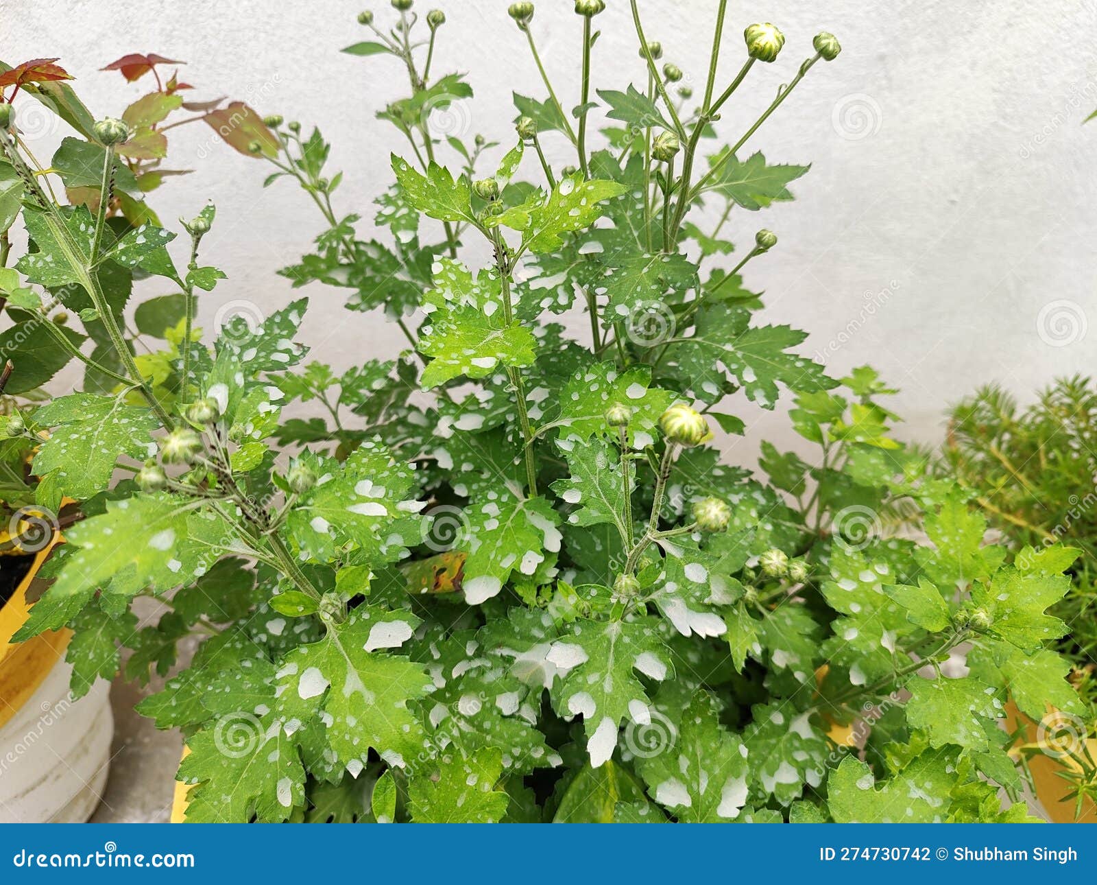 Leaves Destroyed by Pollution and Acid Rains. Devastating Effects of ...