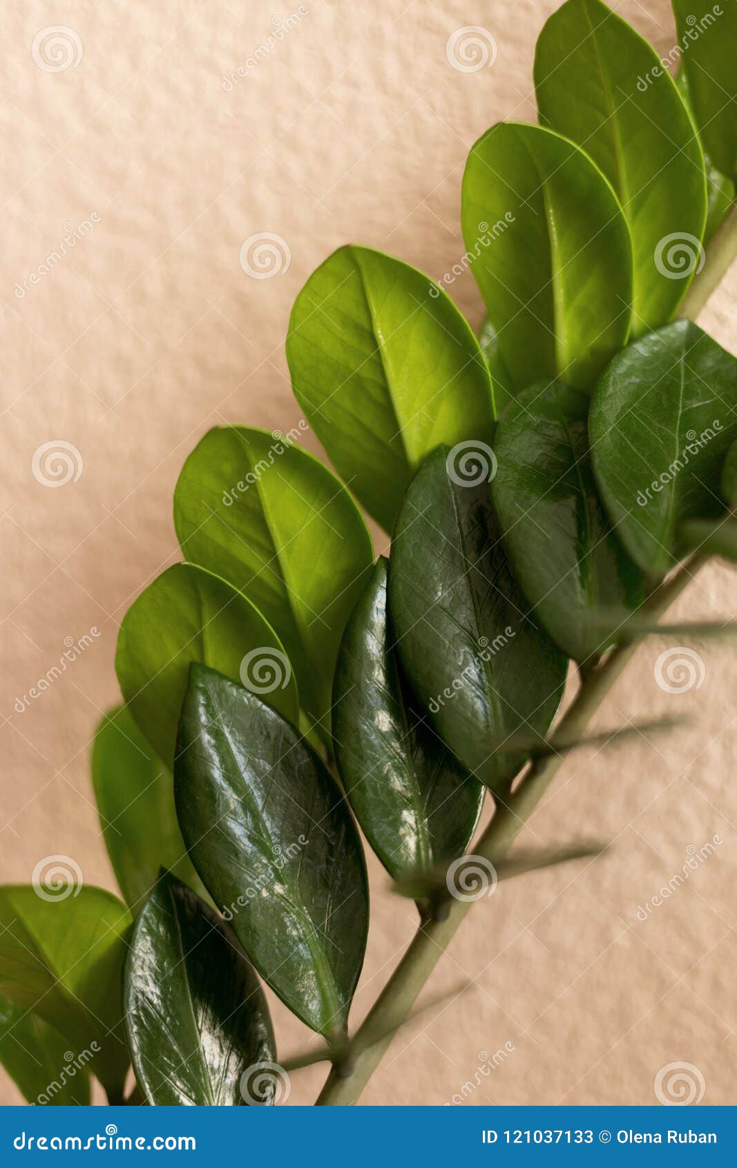 Leaves of Dollar Tree Close-up Stock Image - Image of life, flower