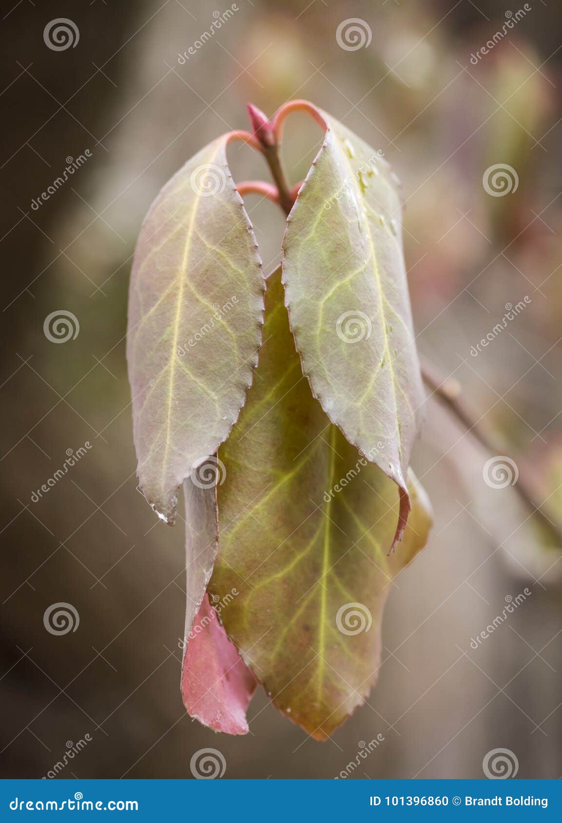 Leaves Drooping in Winter stock photo. Image of leaves 101396860