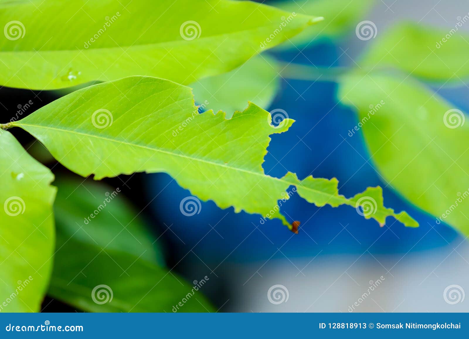 The Leaves Are Eaten By Insects. RoyaltyFree Stock Photography