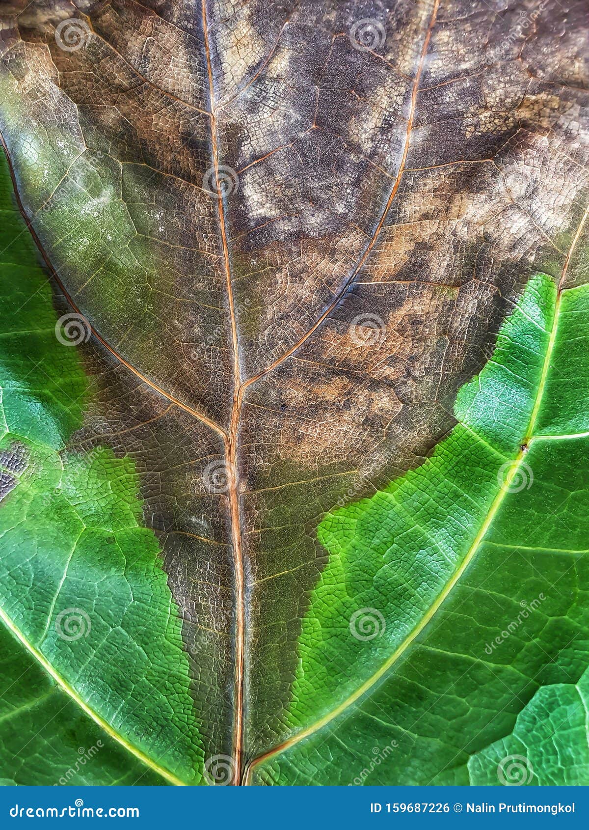 the leaves of fiddle leaf fig is a disease