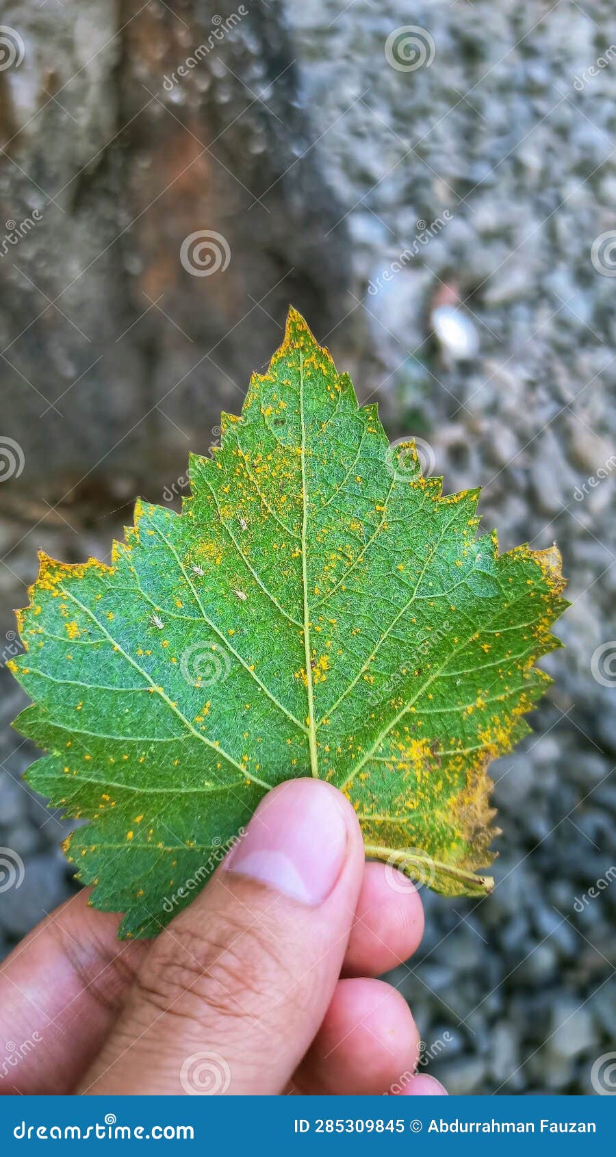 the leaves are finger-d with green and slightly yellow spots.