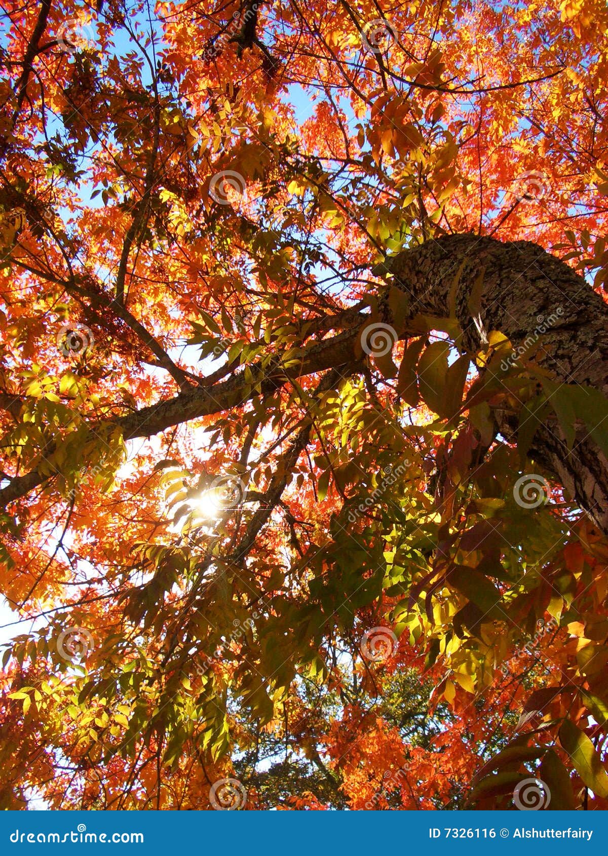 Leaves on Fire stock photo. Image of beauty, autumn, shining 7326116