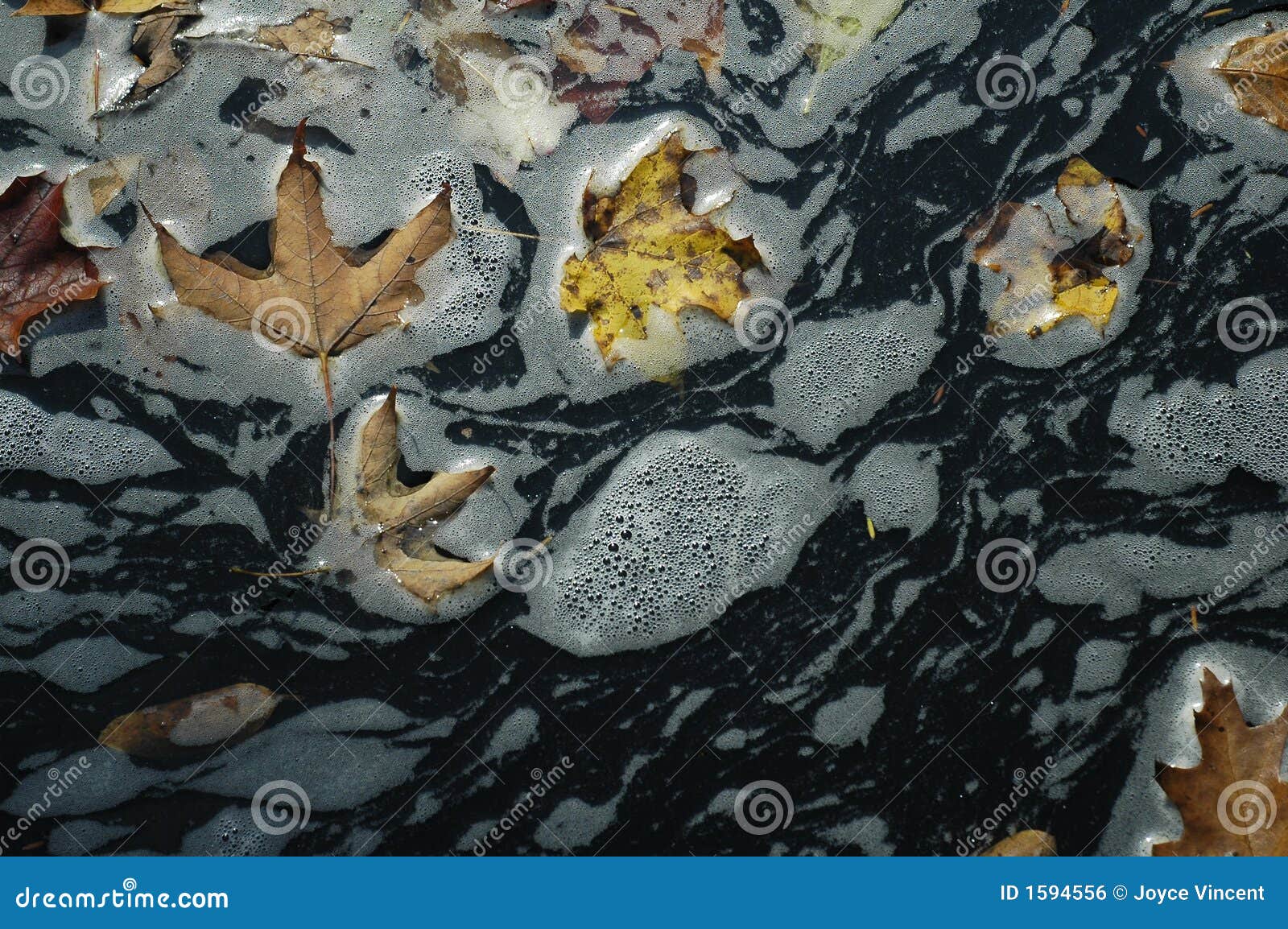 Leaves and Foam stock photo. Image of nature, autumn, leaves 1594556