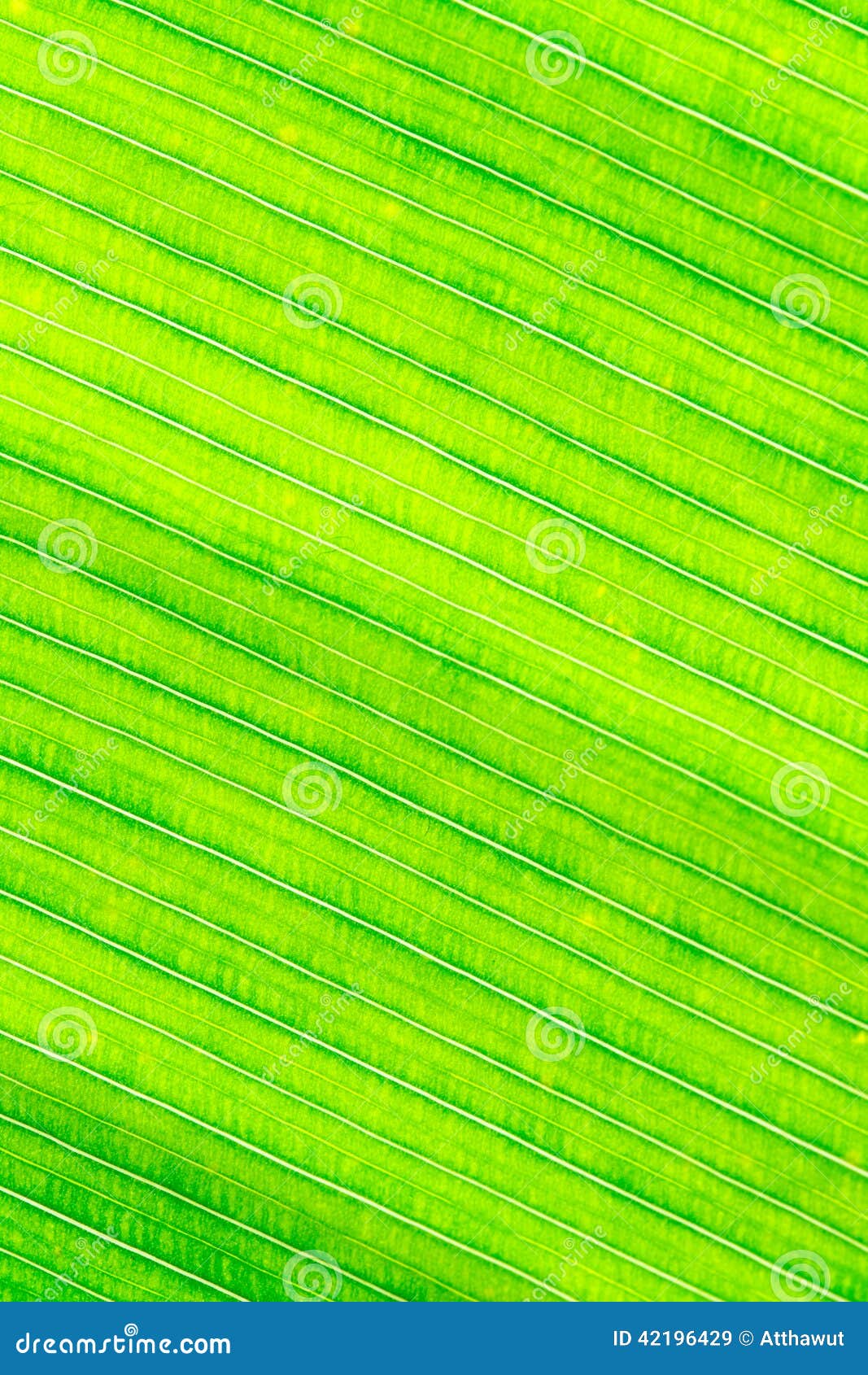 Leaves. The fresh green leaf texture