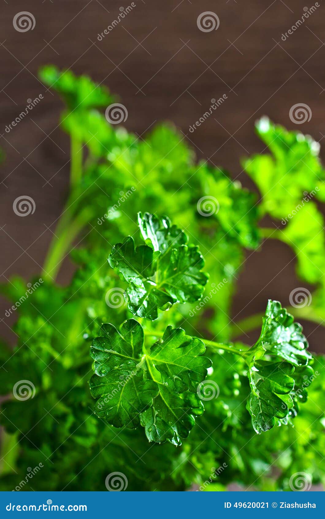 The Leaves of Fresh Parsley Stock Image Image of macro, closeup 49620021