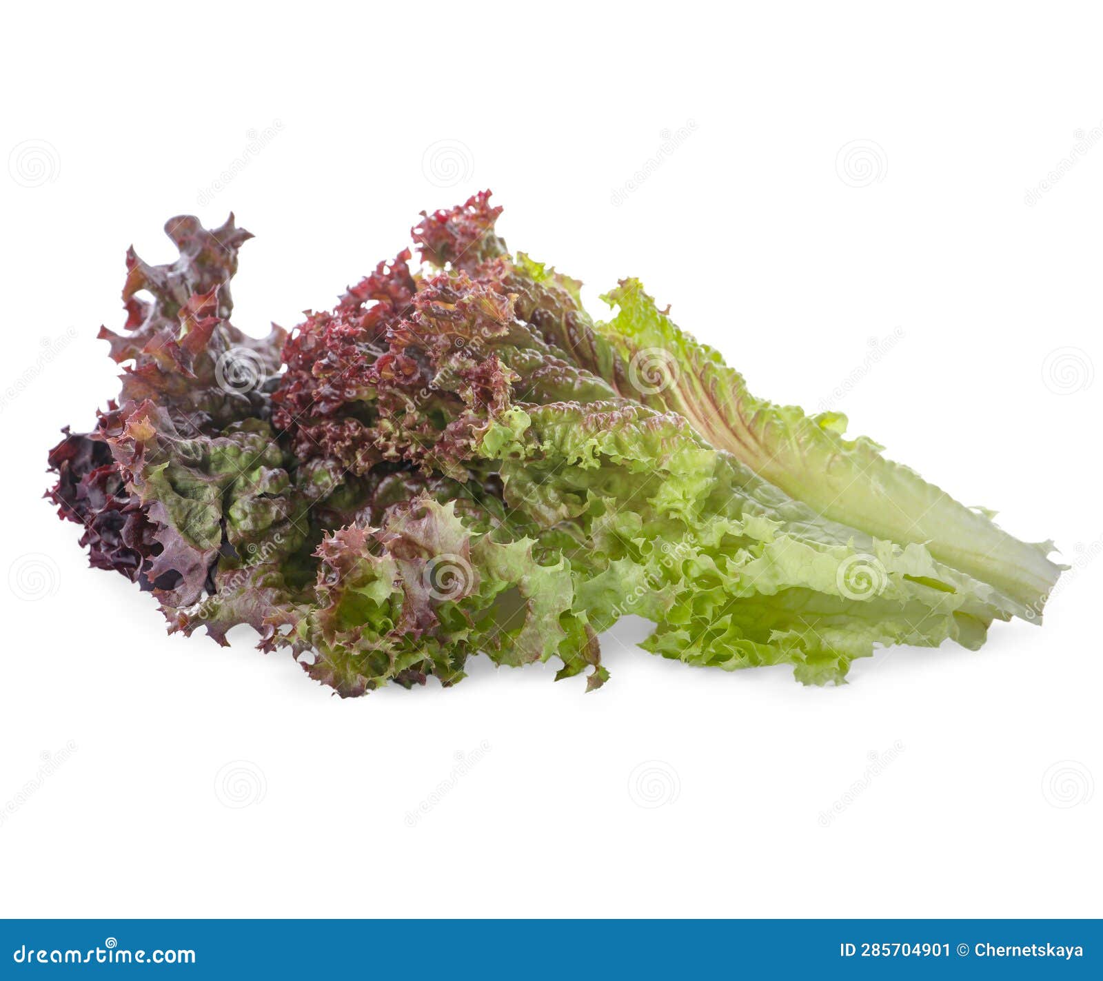 Leaves of Fresh Red Coral Lettuce Isolated on White Stock Image Image