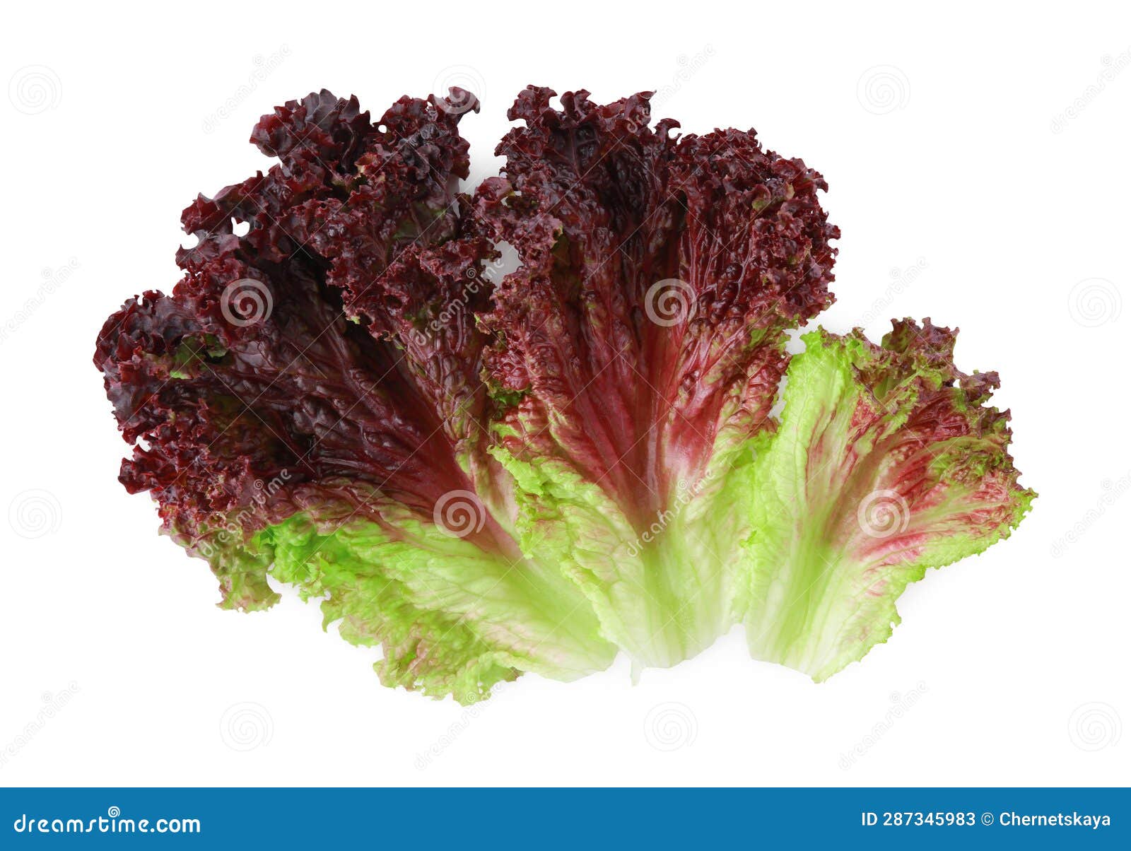 Leaves of Fresh Red Coral Lettuce Isolated on White Stock Image Image