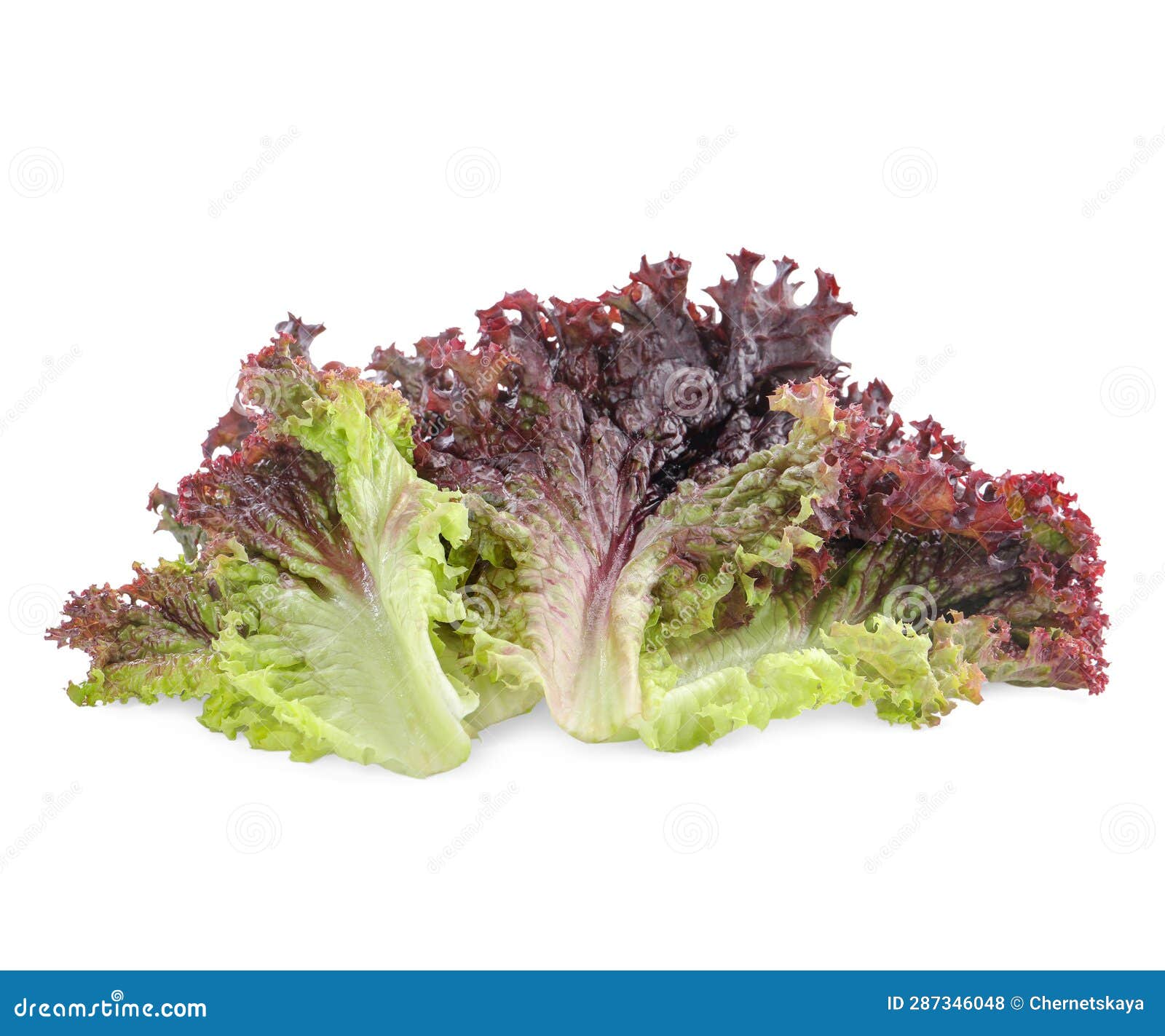 Leaves of Fresh Red Coral Lettuce Isolated on White Stock Photo Image
