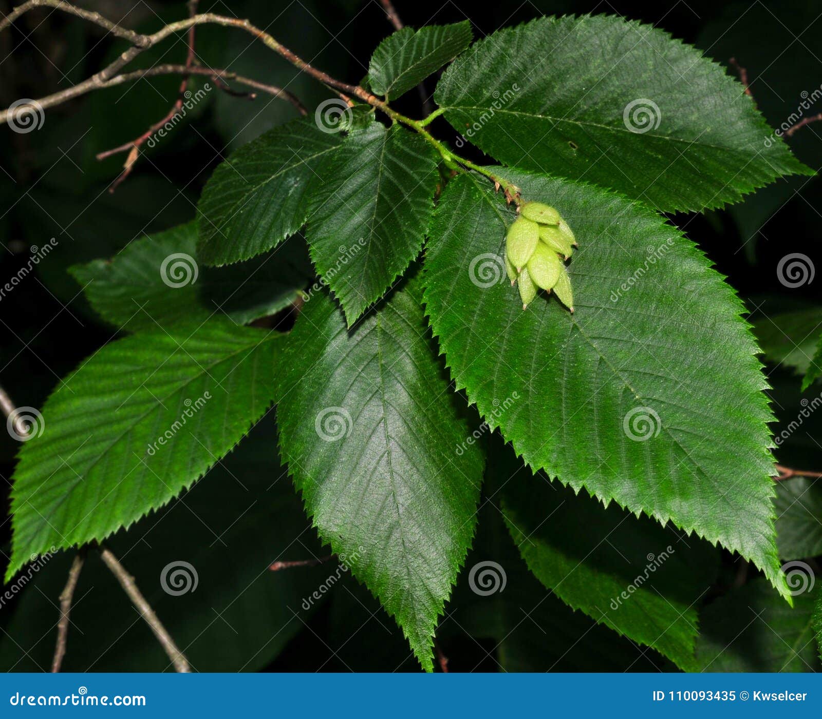 leaves and fruit of hop hornbeam tree.