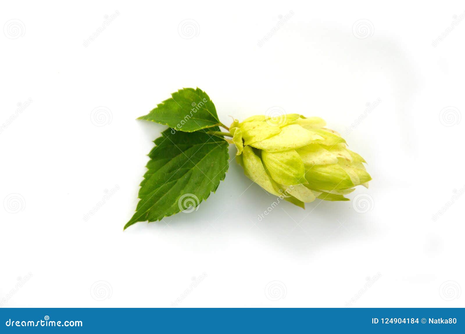 The Leaves and Fruit of Hops on a White Background Stock Photo Image