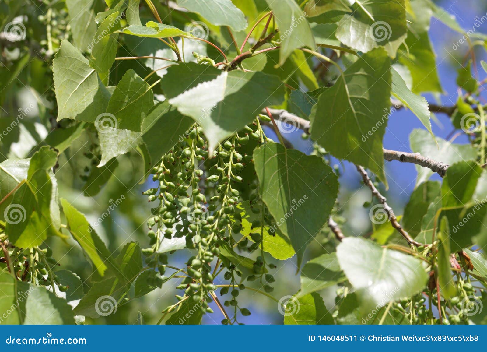 leaves and fruits of a canadian poplar populus x canadensis