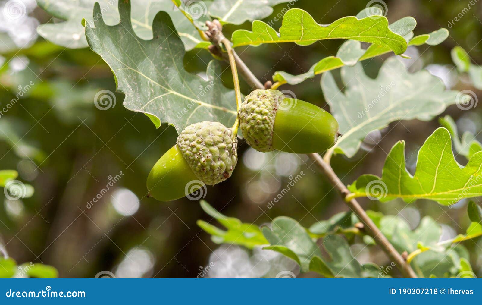 leaves and fruits of common oak, quercus robur