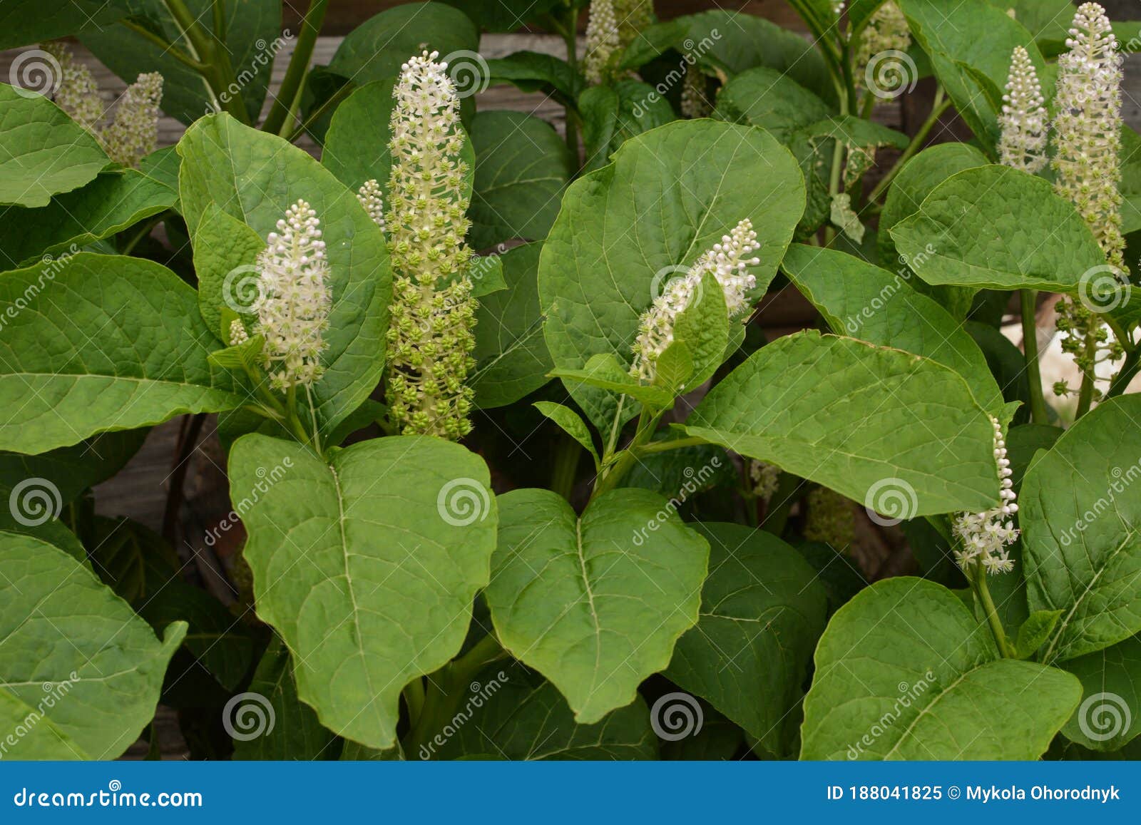 phytolÃÂ¡cca americÃÂ¡na poisonous plant. phytolacca acinosa medicinal and poisonous plant