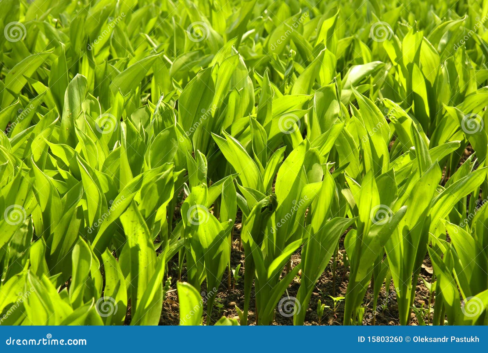 Leaves in the garden stock photo. Image of leaf, plant - 15803260