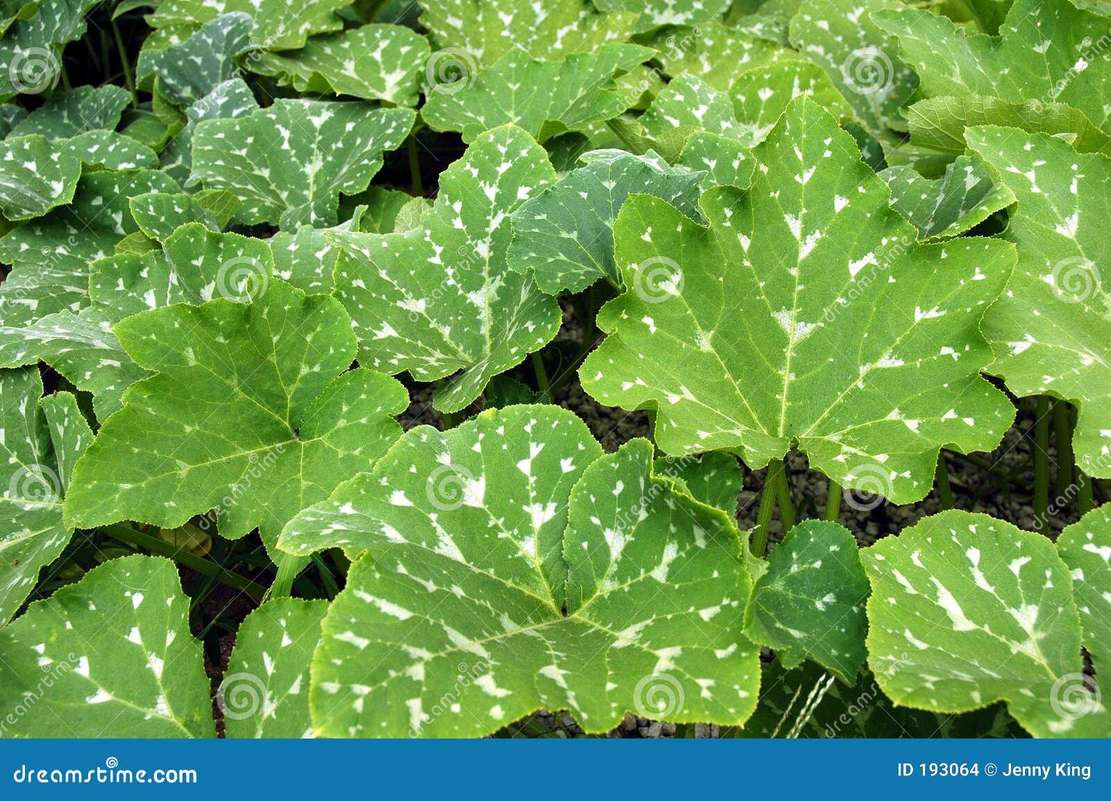 Leaves From Garden. Picture Image: 193064