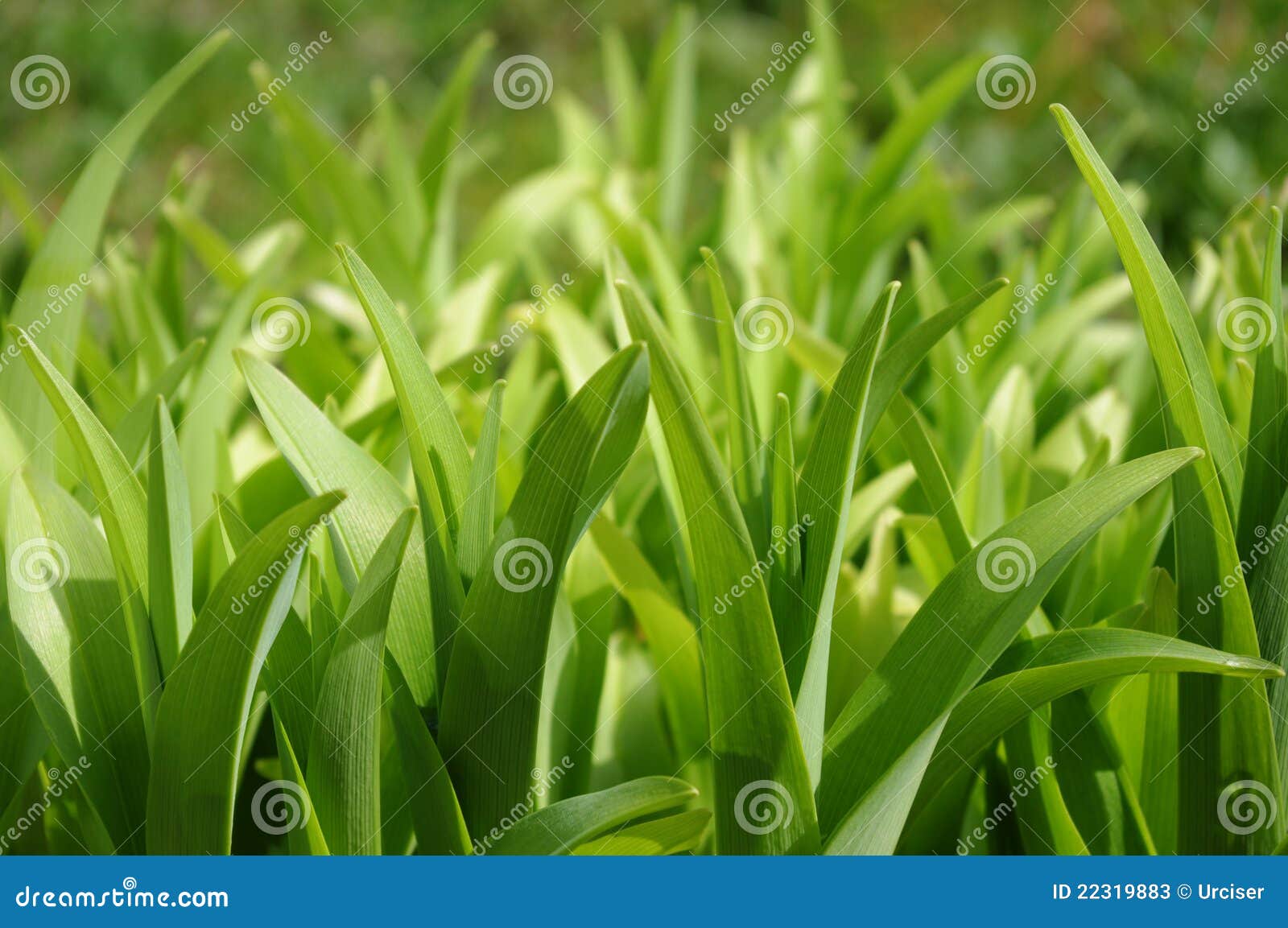 The leaves in the garden stock image. Image of nature - 22319883