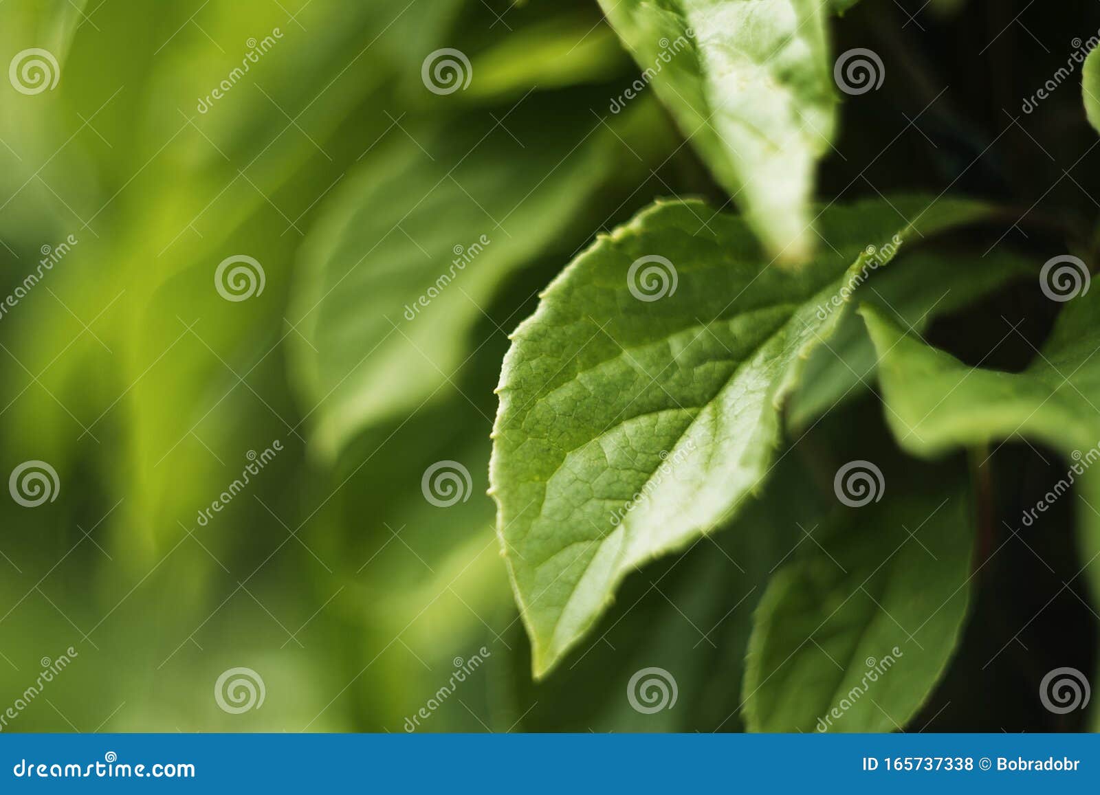 Leaves In The Garden Stock Photo Image Of Christmas 165737338