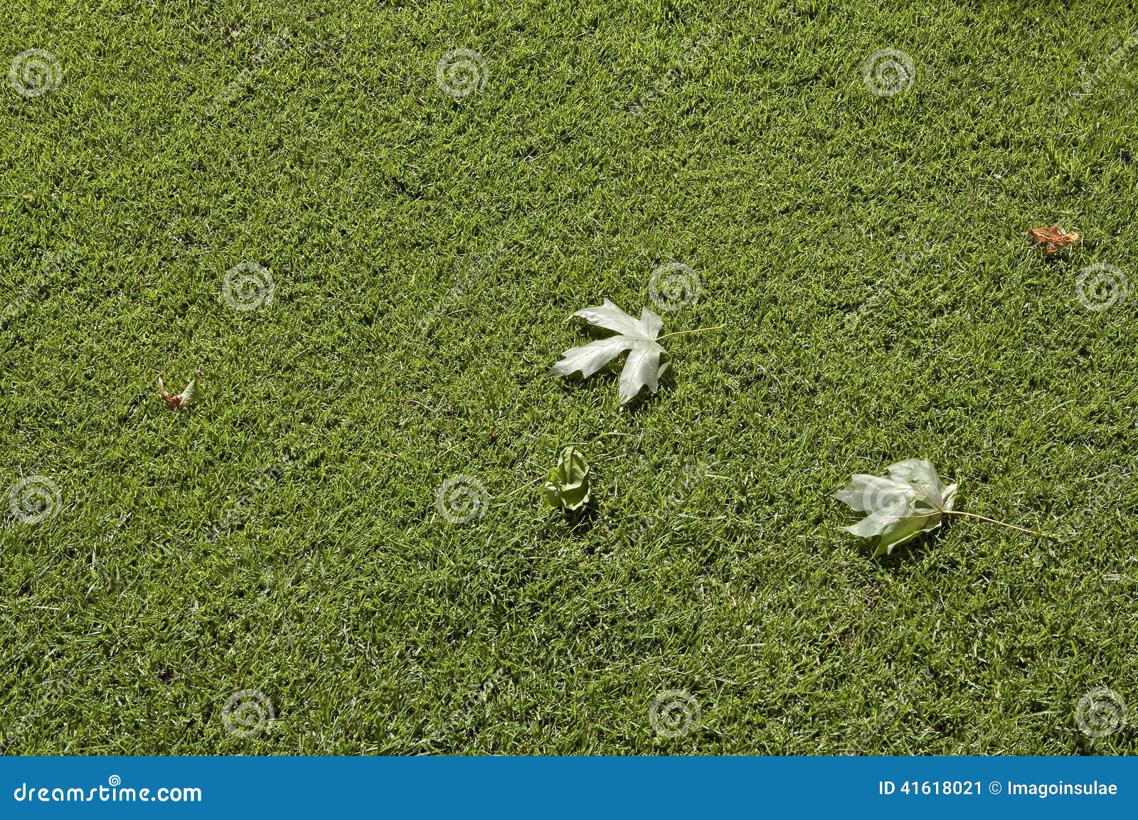 leaves on green lawn