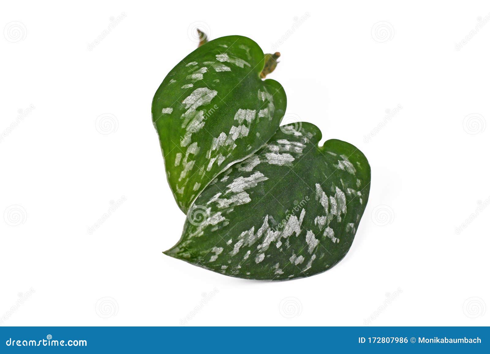 Leaves Of Scindapsus Pictus Argyraeus Also Called Satin Pothos With Velvet Texture And Silver Spot Pattern Stock Photo Image Of Pattern Isolated 172807986