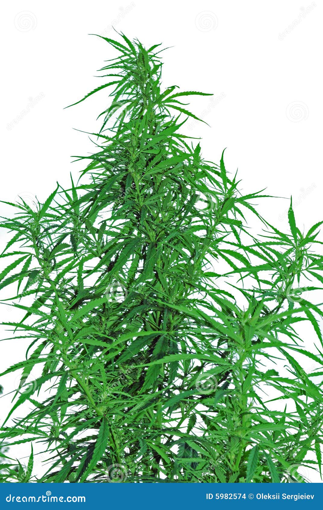 A leaves of hemp stock photo. Image of cannabis, foliage 5982574