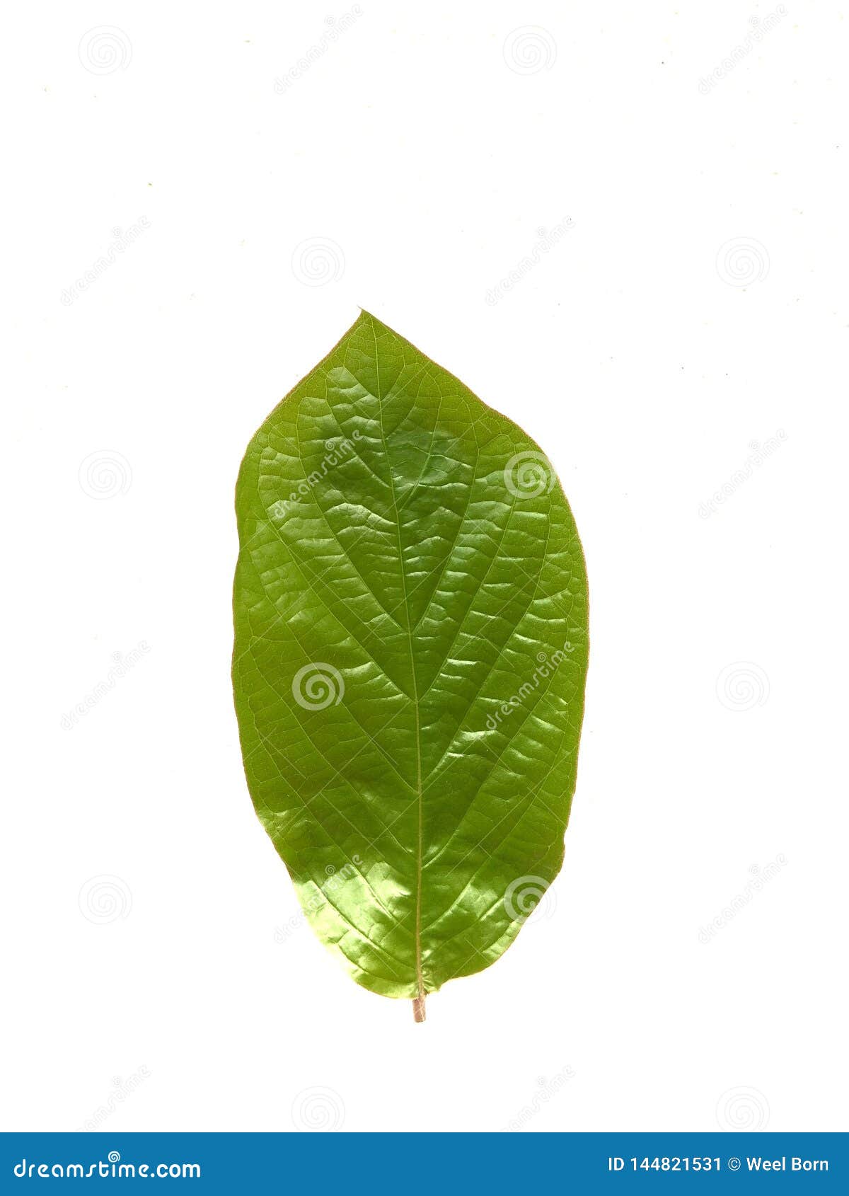 Leaves Isolated Over a White Background Stock Illustration ...