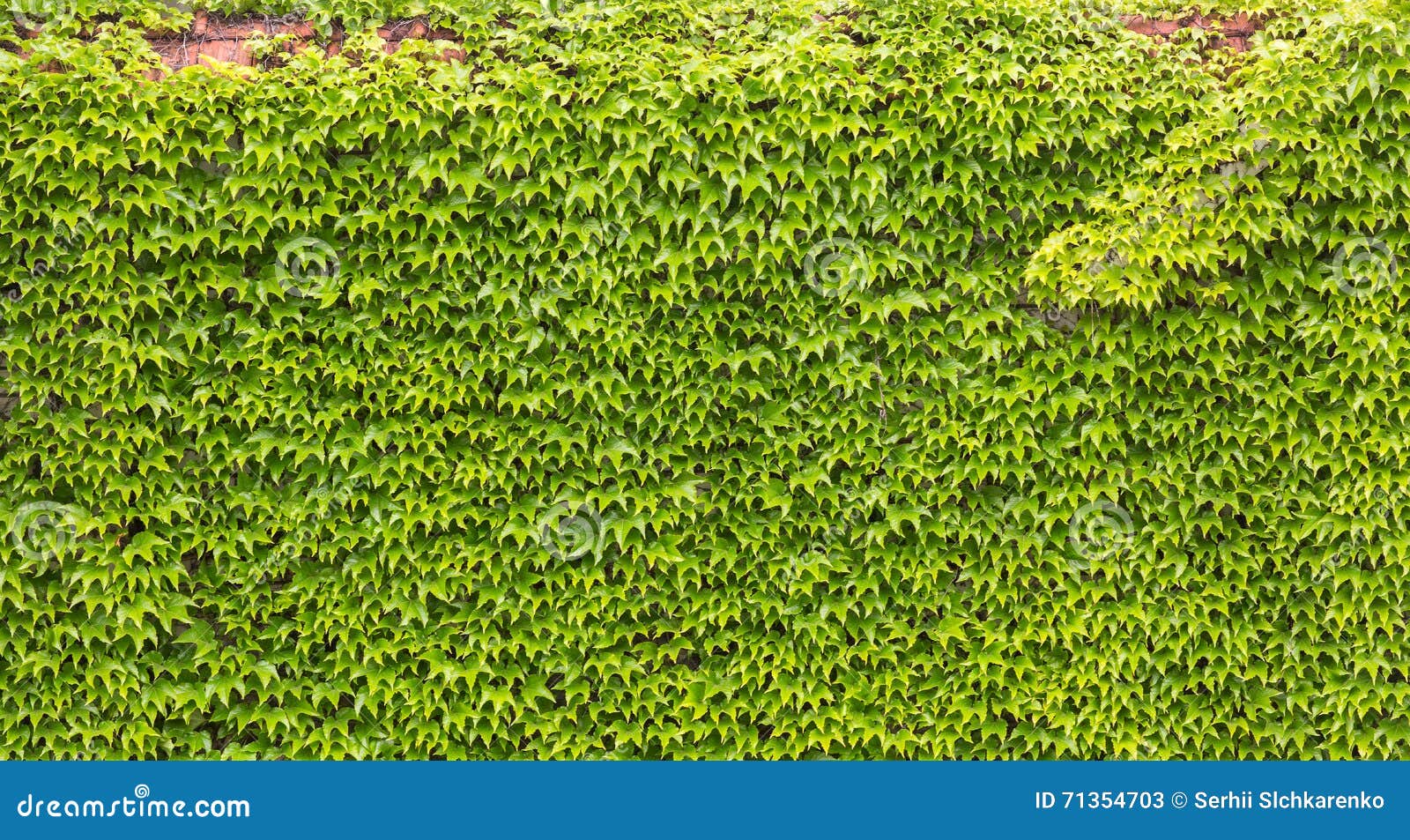 Leaves of Ivy Covering the Wall Stock Image Image of lawn, garden