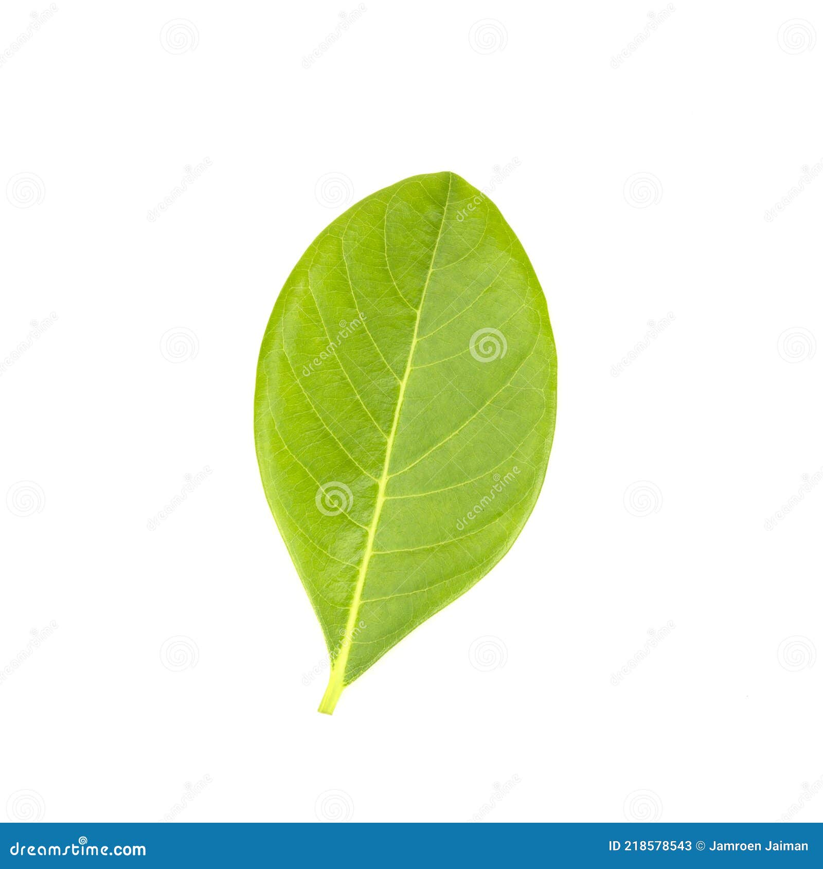 Leaves of Jackfruit Isolated on a White Background Stock Image - Image ...