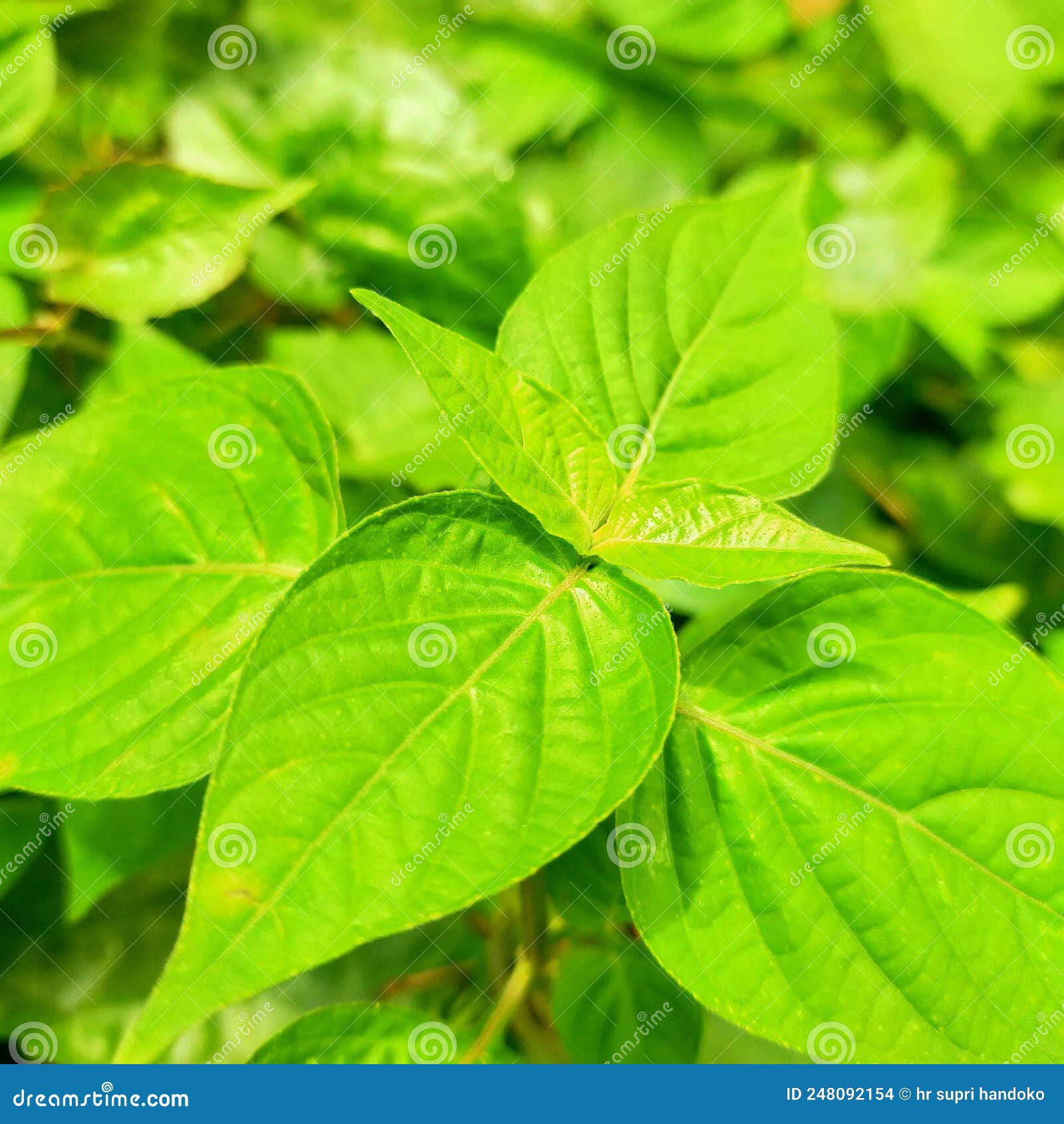 Leaves, Leaf,grass Leaves, Green Leaves, Medicinal Leaves, Plant Leaves
