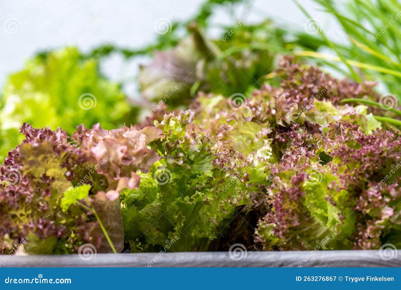 leaves of lollo rosa sallad..