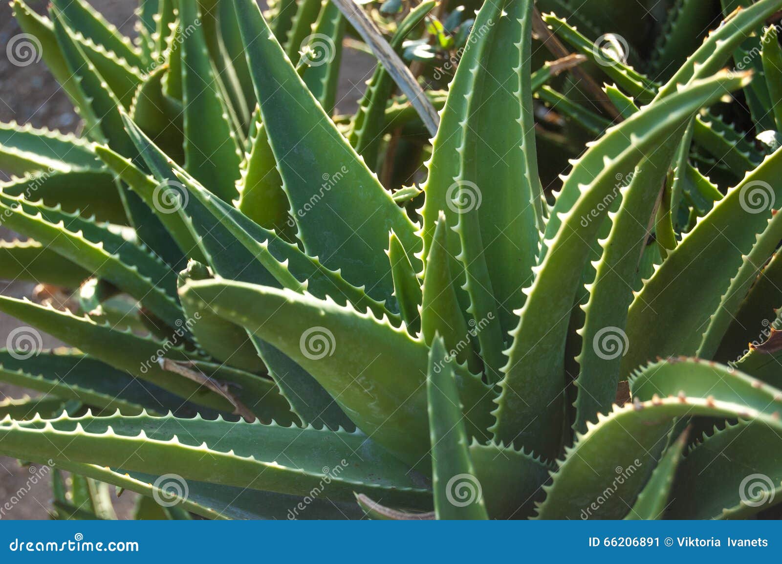 Leaves of Medicinal Aloe Vera Plant Stock Image Image of beauty, leaf