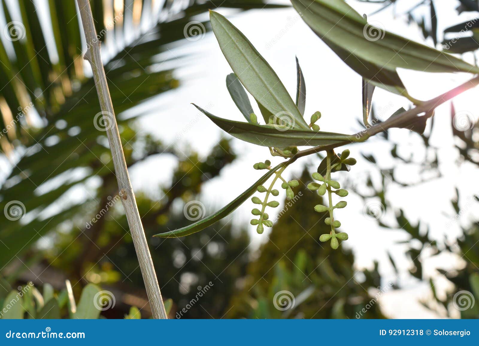 Leaves and olive shoots stock photo. Image of backit 92912318