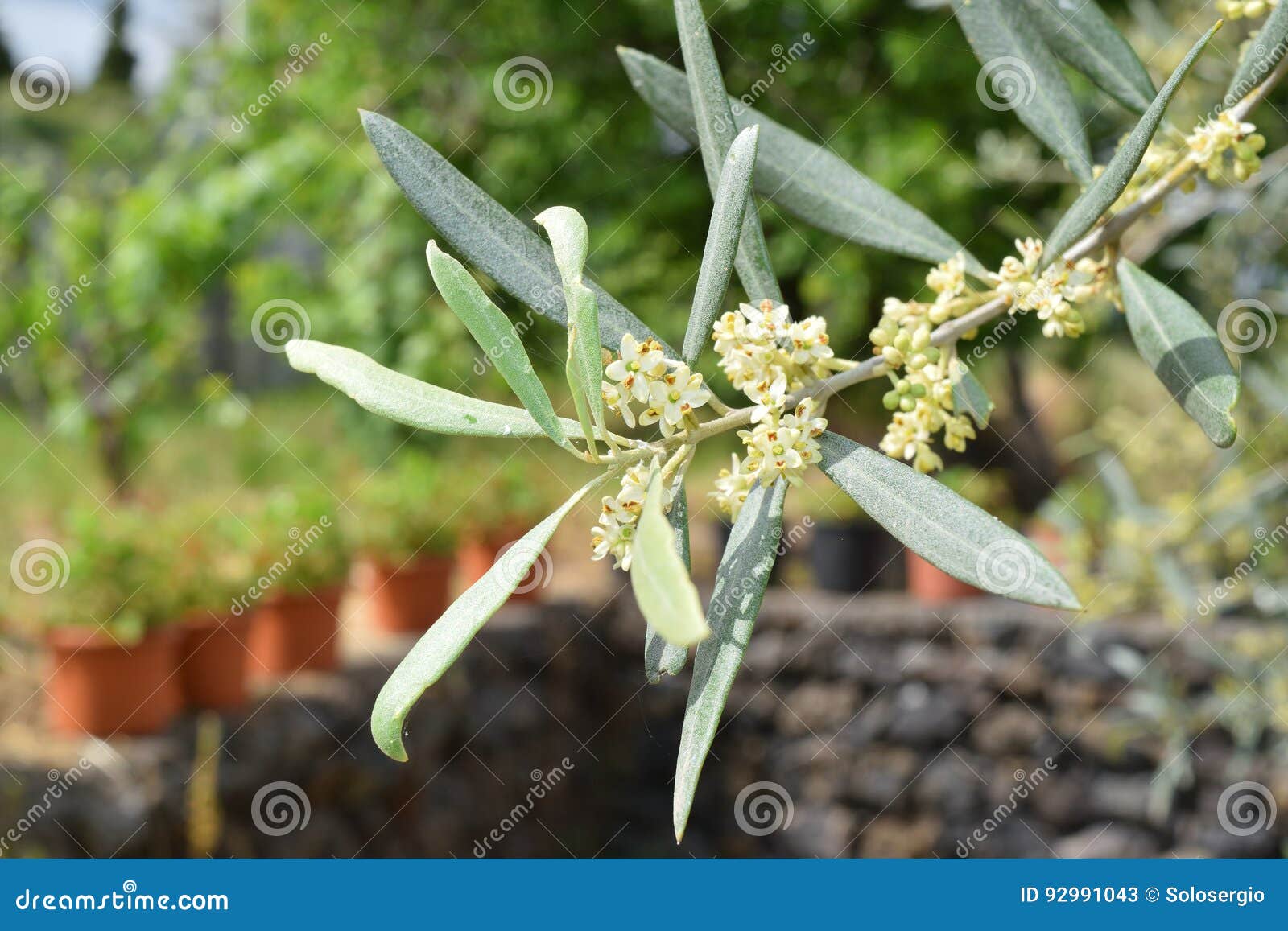 Leaves and olive shoots stock image. Image of fresh, black 92991043
