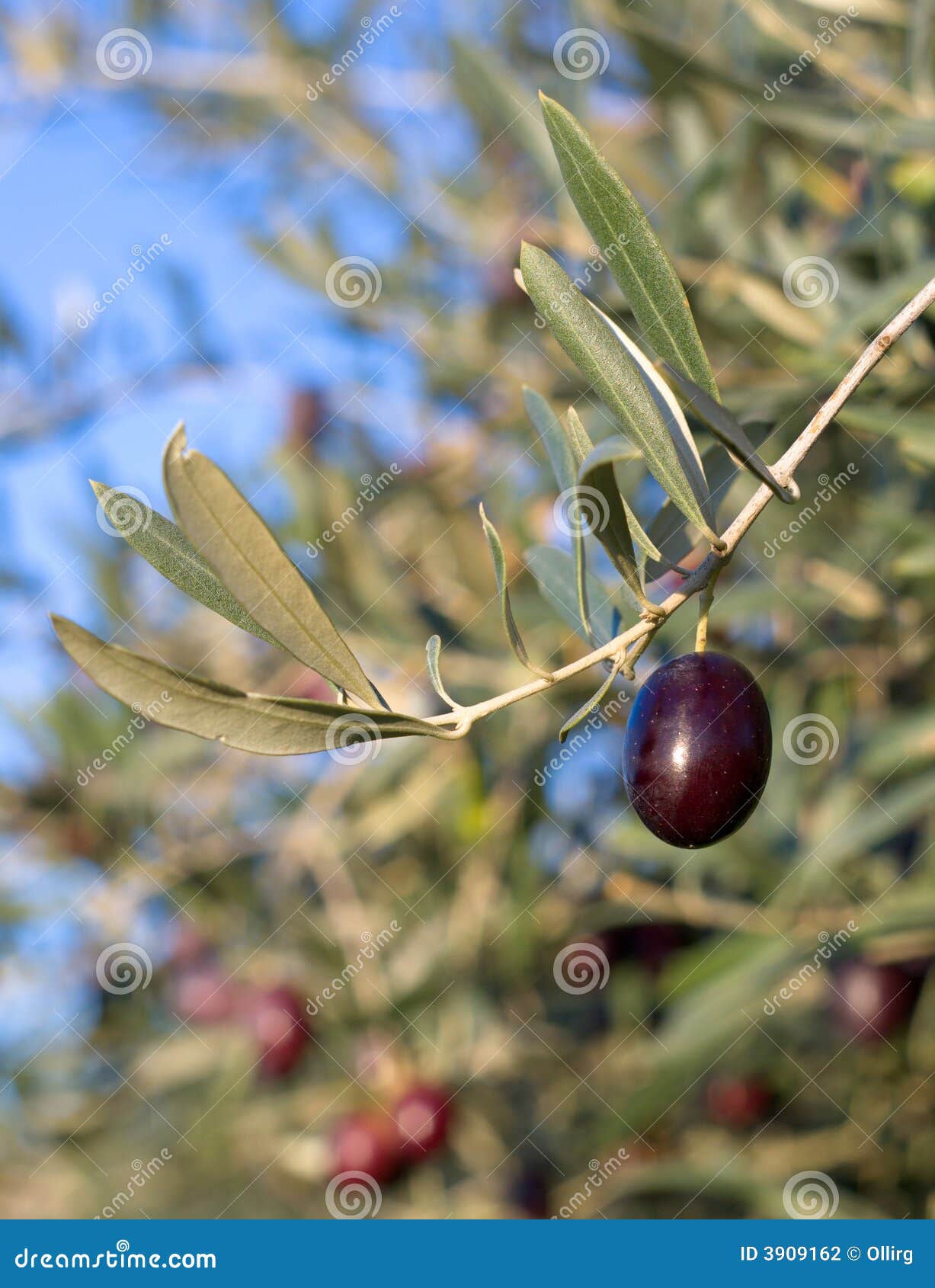 Leaves of Olives and a Mature Fruit on the Branch Stock Photo Image