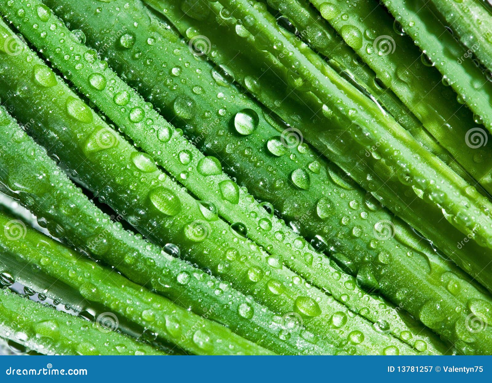 Leaves of onion closeup stock image. Image of close, abstract 13781257