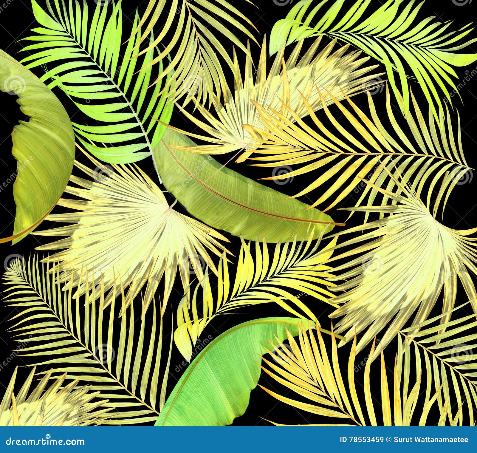 Leaves of Palm Tree on Black Background Stock Illustration