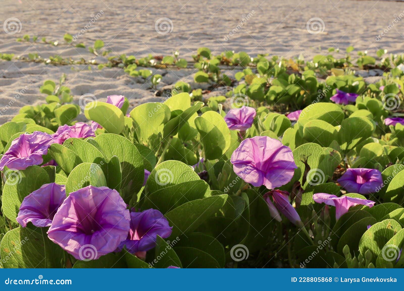 Leaves Palm Trees and Violet Flower As a Background Stock Photo - Image ...